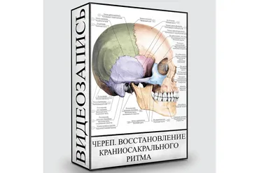 Череп. Восстановление краниосакрального ритма (Людмила Малышева)
