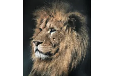 Король лев. Тариф С Ирой на год (Ирина Кукрусова)