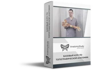 Топографическая анатомия. Базовый курс (Сергей Скворцов)