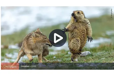 [liveclasses] National Geographic: кадры, вызывающие восторг! (Дмитрий Шатров)