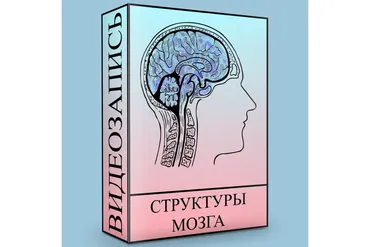 Структуры головного мозга (Людмила Малышева)