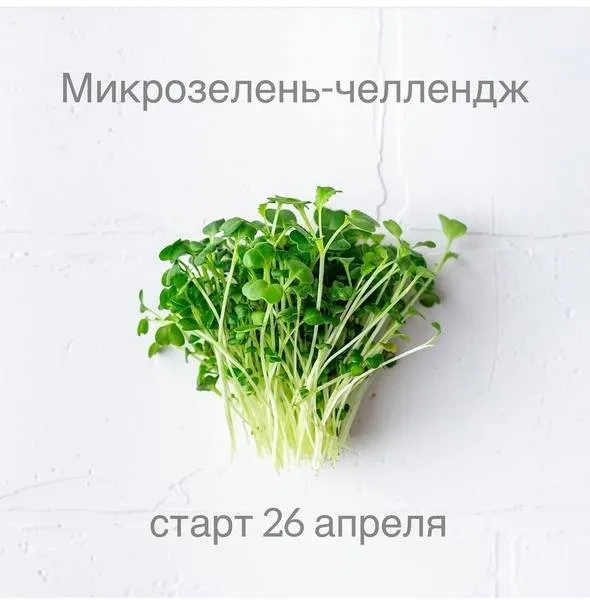 Микрозелень-челлендж (Ольга Зингер)