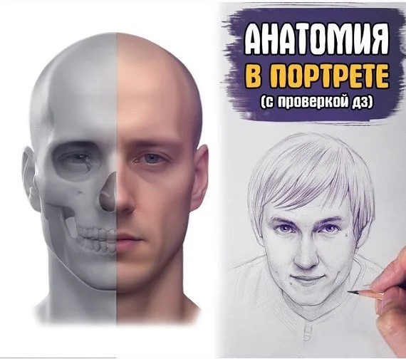 Анатомия в портрете. Базис (Андрей Марков)