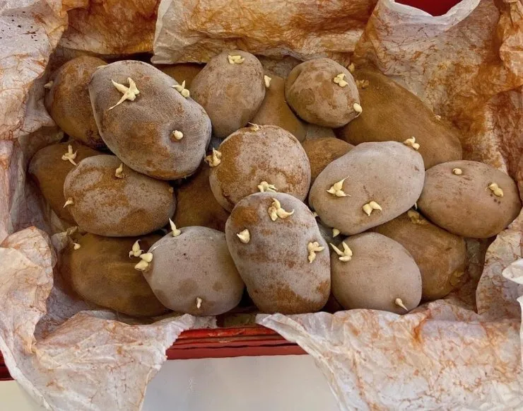 [Сake Deco]  Пирожное «Картошка» (Кристина Дольник)