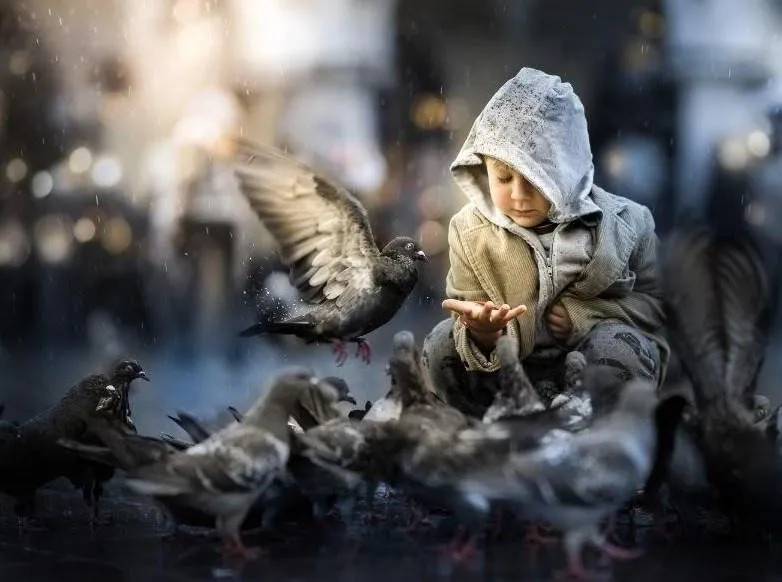 Pigeons… (Iwona Podlasińska) на английском