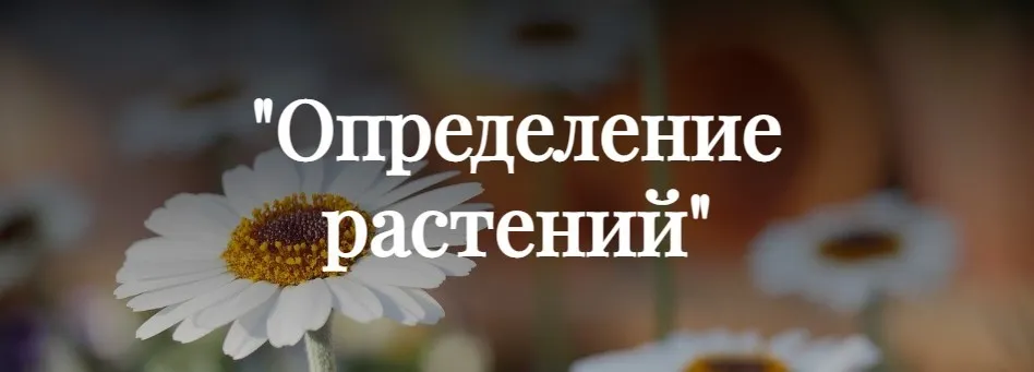 Определение растений (Ксения Дудова)