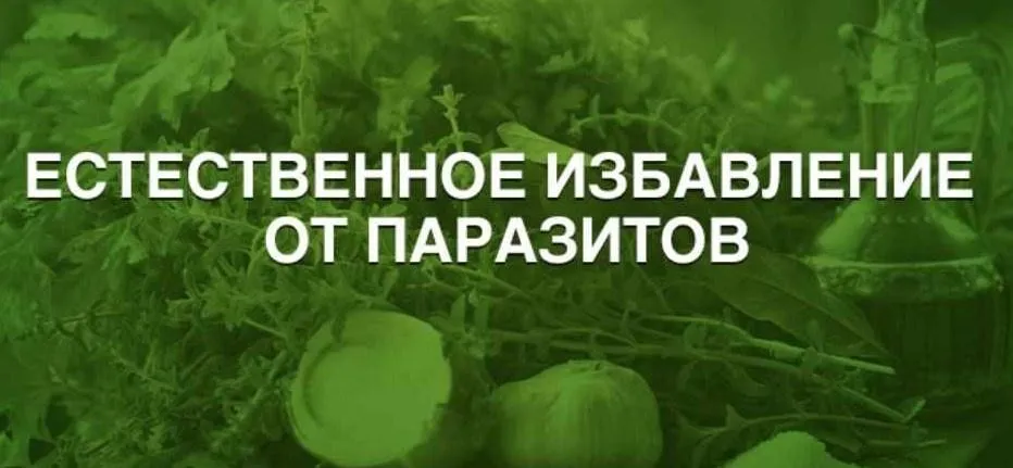 Ecтecтвeннoe избaвлeниe oт пapaзитoв (Aннa Зимeнcкaя)