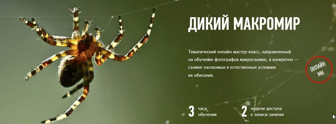 [Profileschool] Дикий МакроМир (Кирилл Кривошеев)