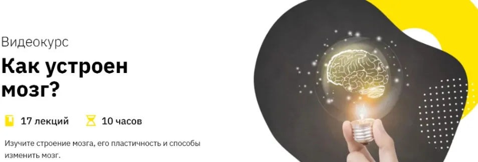 [Правое полушарие интроверта] Как устроен мозг?  (Анастасия Кулькова)
