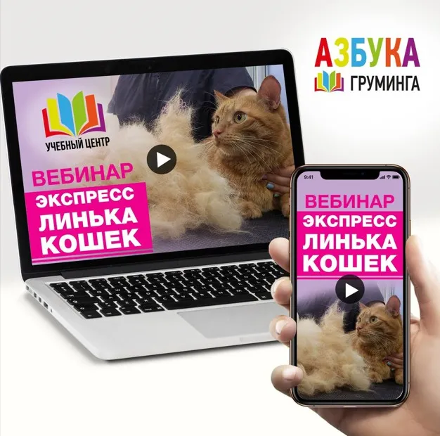 [Азбука Груминга] Экспресс-линька кошек (Ксения Селезнева)