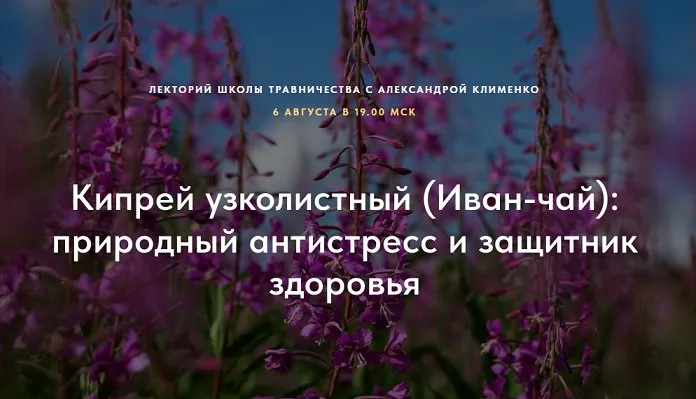 Кипрей узколистный (Иван-чай) : природный антистресс и защитник здоровья (Александра Клименко)