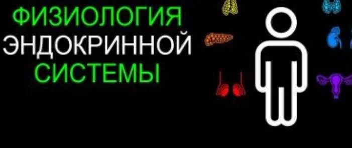 Физиология эндокринной системы. Паращитовидная железа (Анастасия Семко)