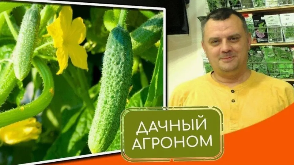 [Дачный агроном] Огуречный Курс
