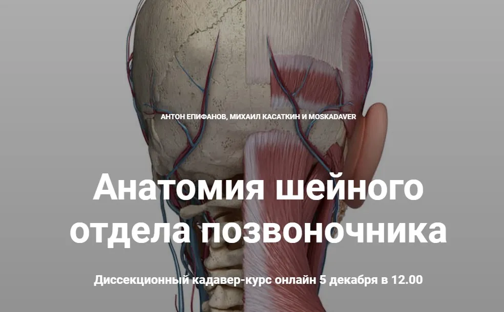 Анатомия шейного отдела позвоночника (Антон Епифанов, Михаил Касаткин)