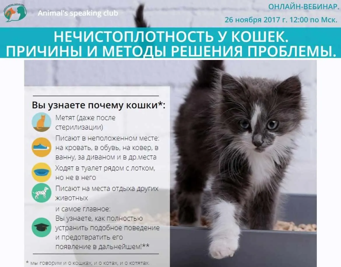 Нечистоплотность у кошек. Причины и методы решения проблемы (Виталия Кононова)