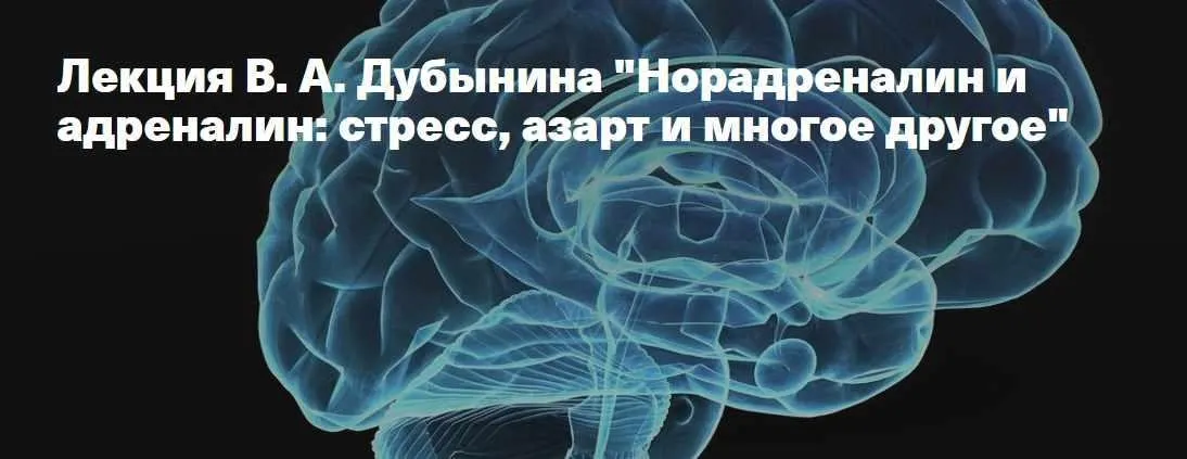 Норадреналин и адреналин: стресс, азарт и многое другое (Вячеслав Дубынин)