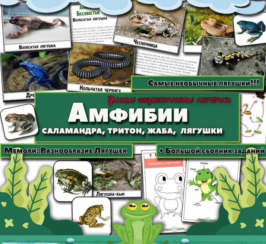 Амфибии. О самых НЕОБЫЧНЫХ земноводны (Елена Солдатова)