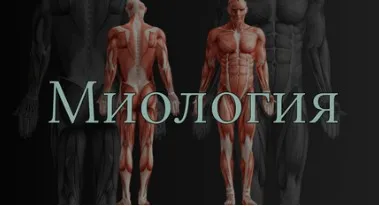 [Anatomy Education] Модуль 3. Миология (Эдгар Кафаров)