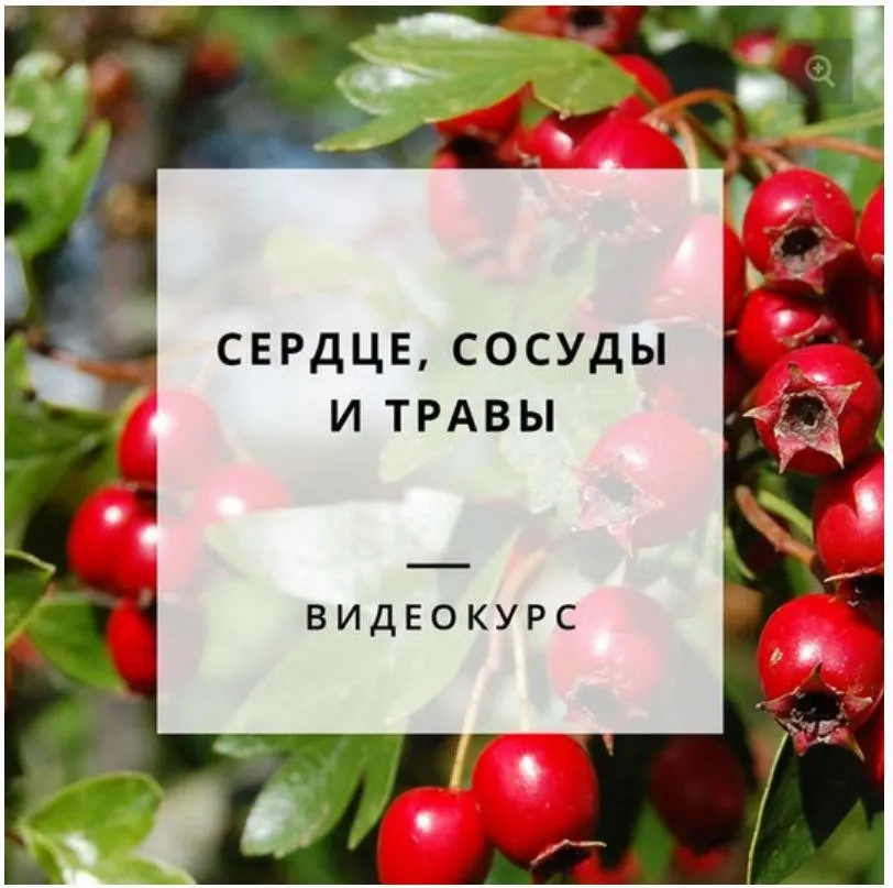 Сердце, сосуды и травы (Яна Гарбовская)