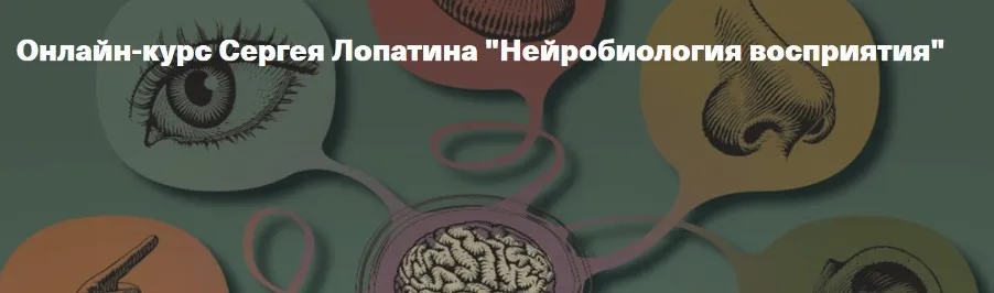 [Архэ] Нейробиология восприятия. Вкус. Лекция 5 (Сергей Лопатин)