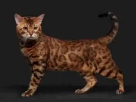 Бенгал пастелью из курса «Кошачьи» (Юлия Дубинина)