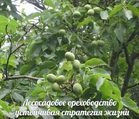 Лесосадовое ореховодство — устойчивая стратегия жизни (Олег Перетятько)