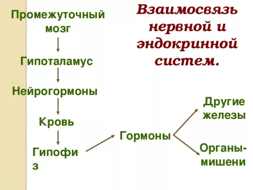 Взаимосвязь нервной и эндокринной систем в построении практики для беременных (Надежда Емельянова)