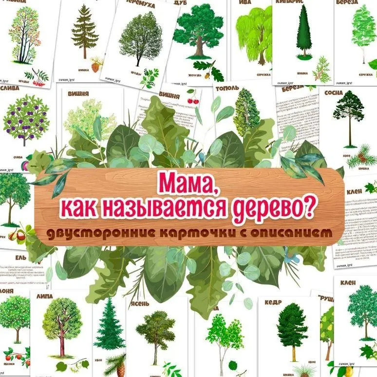 [umeem_igrat] Карточки с описанием. Деревья (Алсу Хаметова)