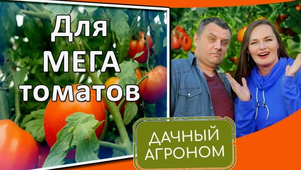[Дачный агроном] Томатный Курс