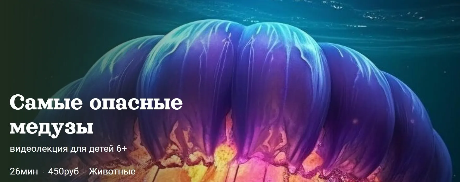 [Детский лекторий] Самые опасные  медузы (Александр Толмачев)