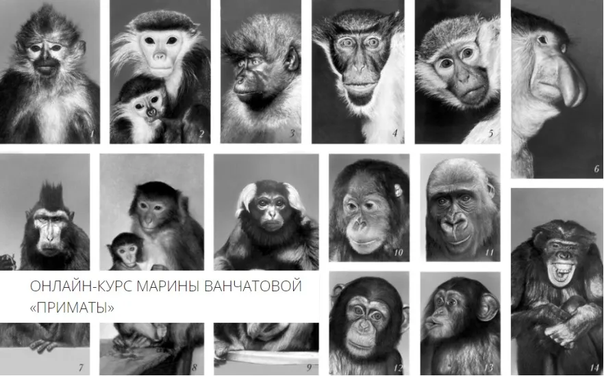 [Архэ] Приматы. Рисующие обезьяны (Марина Ванчатова)