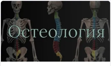 [AnatomyEducation] Модуль 1. Остеология (Эдгар Кафаров)