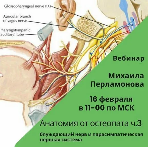 Анатомия от остеопата. Cеминар №3 от 16.02.2025 (Михаил Перламонов)