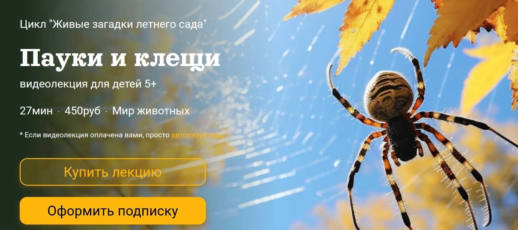 [Детский лекторий] Пауки и клещи (Александр Толмачев)