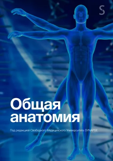 [Synapse] Учебник по анатомии