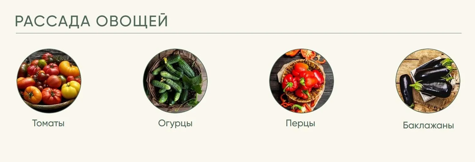 Рассада без досады. Овощная рассада (Анна Акинина)