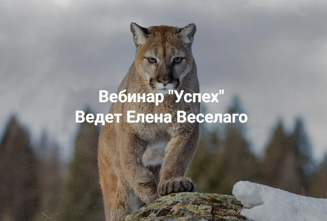 [Институт Открытого поля] Успех  (Елена Веселаго)