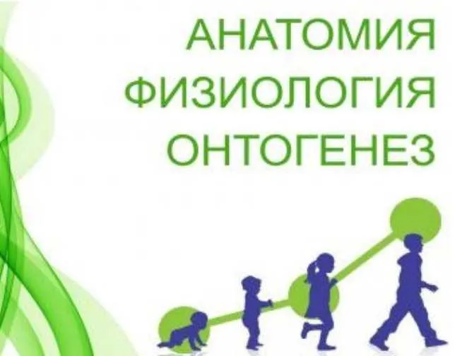 Физиология. Онтогенез (Анастасия Семко)