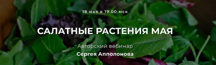 Салатные растения мая (Сергей Апполонов)
