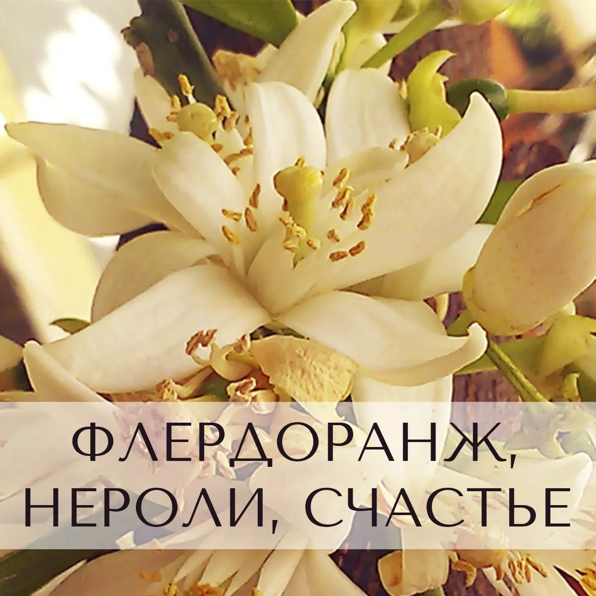 Флердоранж, нероли, счастье (Анна Зворыкина)