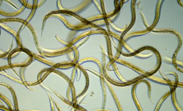 [Morpheus Fields] Удаление паразитов I Parasite Removal