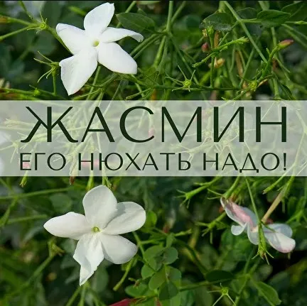 Жасмин: его нюхать надо! (Анна Зворыкина)