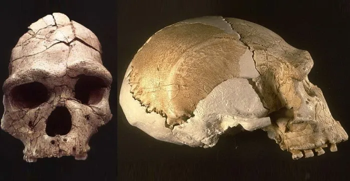 [Архэ] Homo erectus: непрямые пути человека прямоходящего (Станислав Дробышевский)