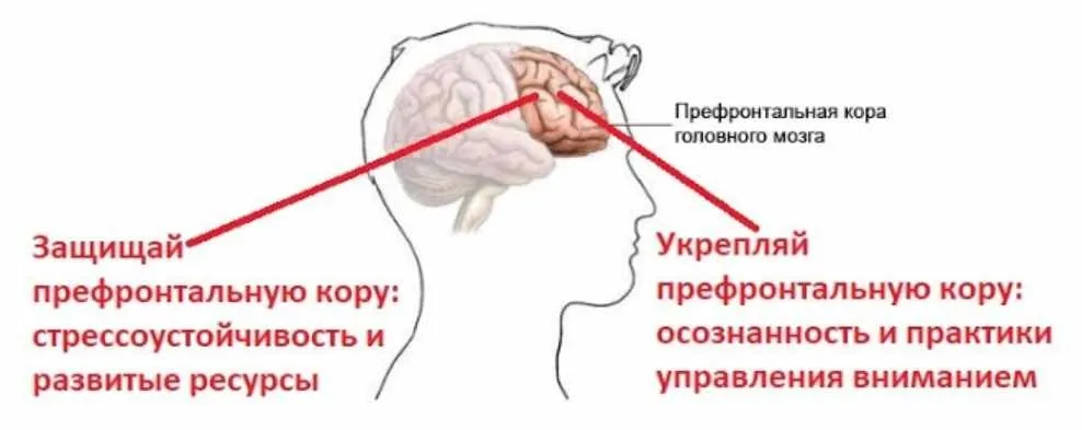Стресс. Осознанная стрессоустойчивость (Андрей Беловешкин)