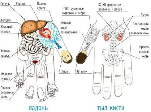 Су Джок терапия Теория Триначалия. Базисный курс (Кристина Астахова)