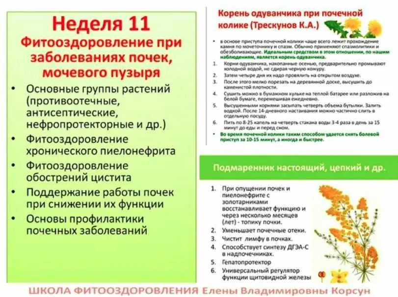 Фитооздоровление при заболеваниях почек и мочевого пузыря (Елена Корсун)