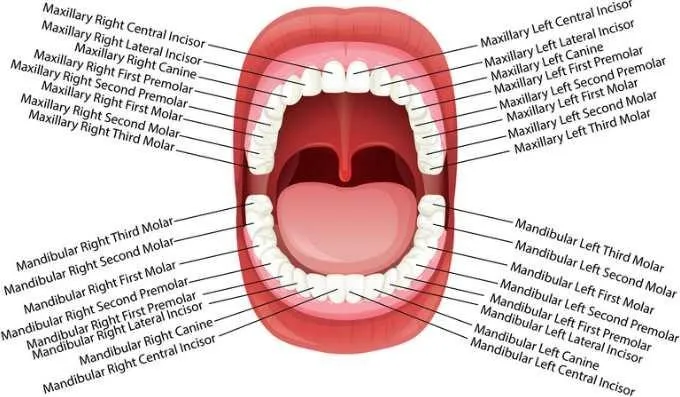 [Sigh Energy] Улучшение зубов. Teeth enhancement Powerful Plus+11x