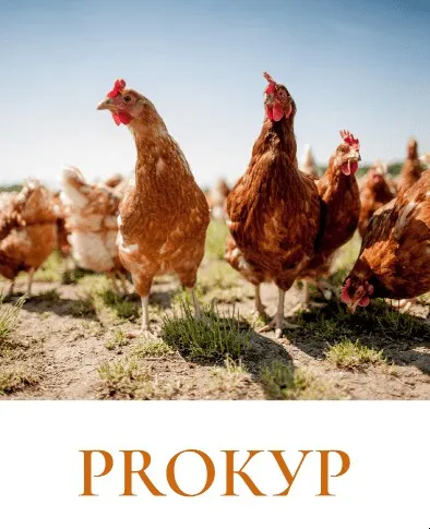 [Рыжий фермер] ProКур (Дарья Яковлева)