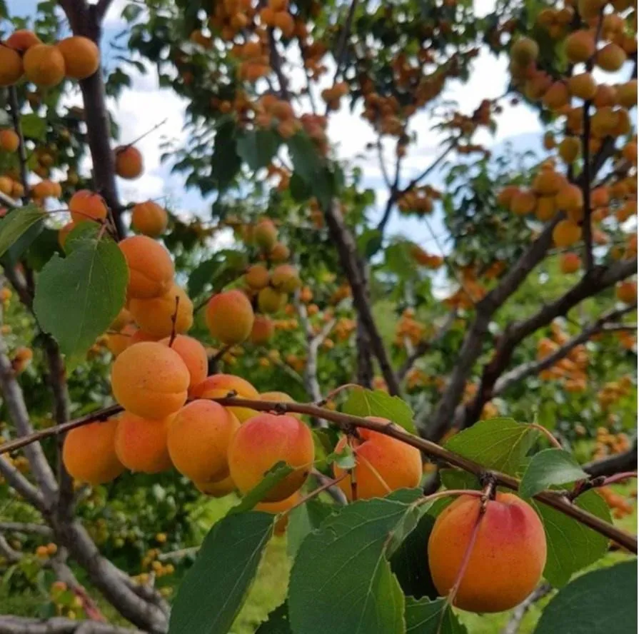 Руководство по выращиванию из косточек плодоносящих деревьев (Apricot_gardenru)