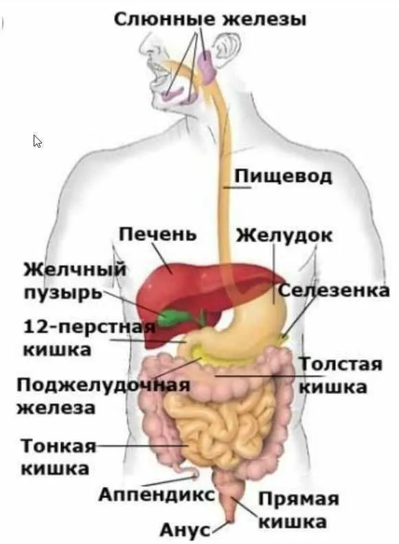 Оздоровление пищеварительной системы (Кристина Астахова)